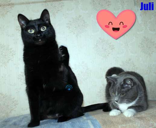 Nikolai/Katzen/Juli/Juli u. Momo28Kopie.jpg